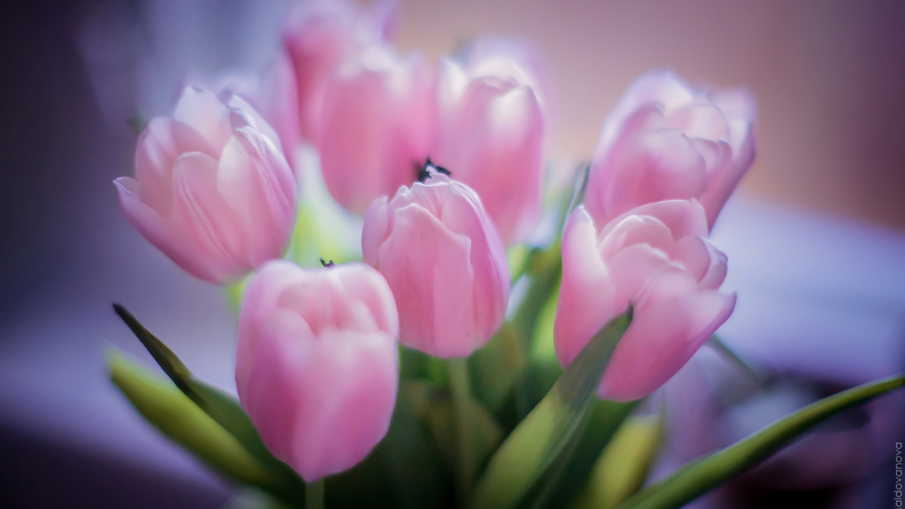 цветы, букет, розовые тюльпаны, тюльпаны