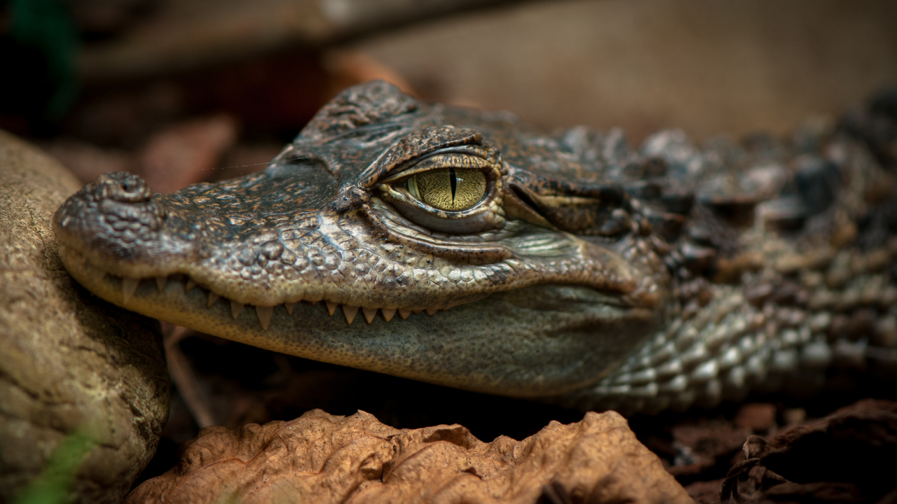 крокодил, глаз