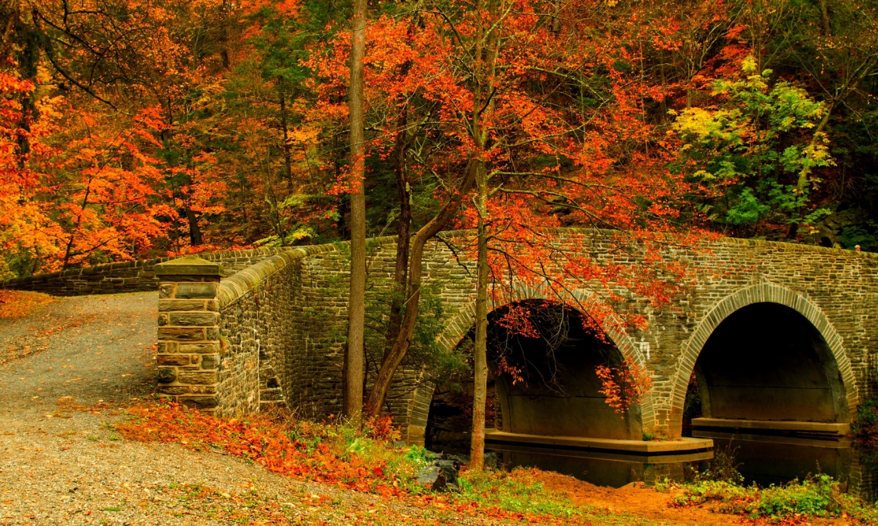 road, colorful, trees, forest, colors, bridge, walk, autumn, leaves, nature, fall, path, park