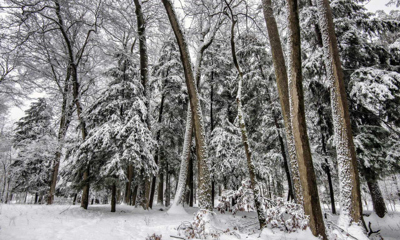 елки, деревья, зима, снег, лес
