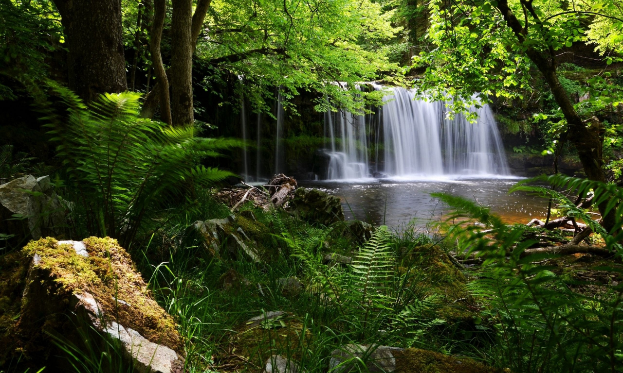 National Park, Англия, водопад, лес, папоротни