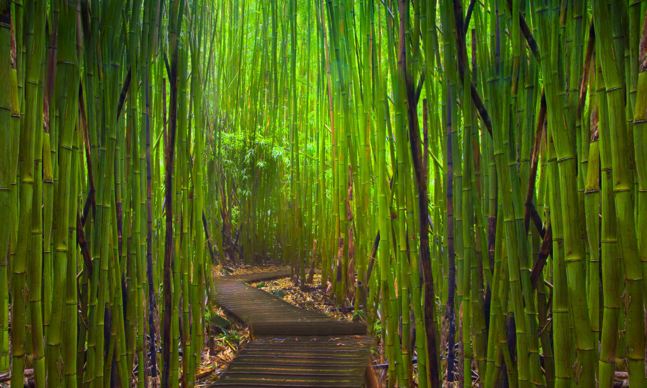 лес, бамбук, вьетнам, дорожка