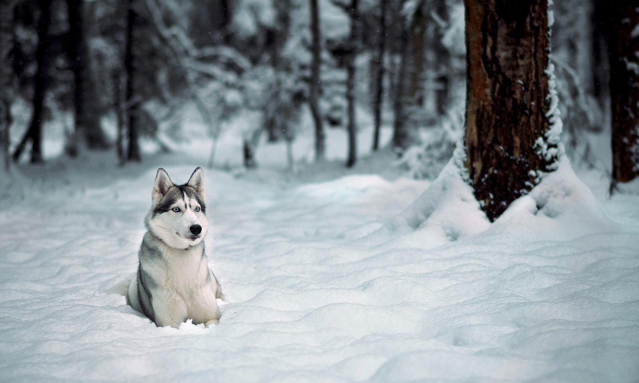 лес, лайка, зима, хаски, собака, деревья, снег
