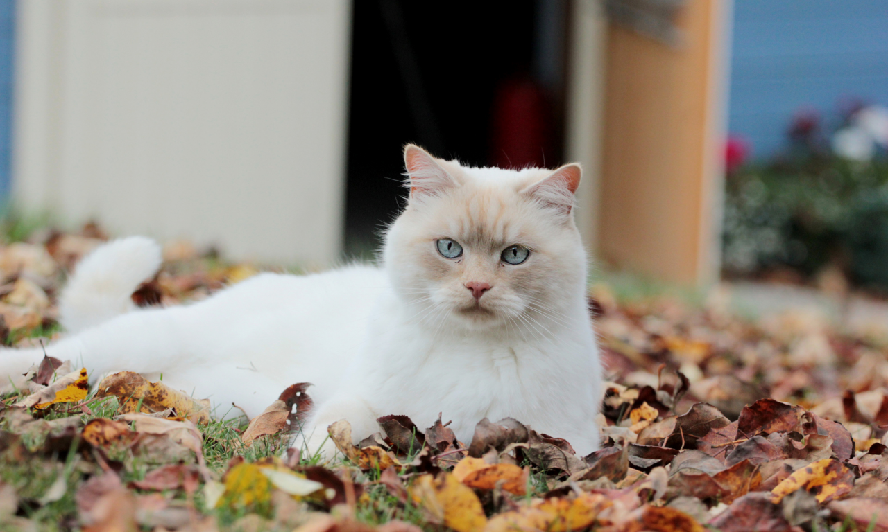 взгляд, осенние, листья, белая, опавшие, кошка