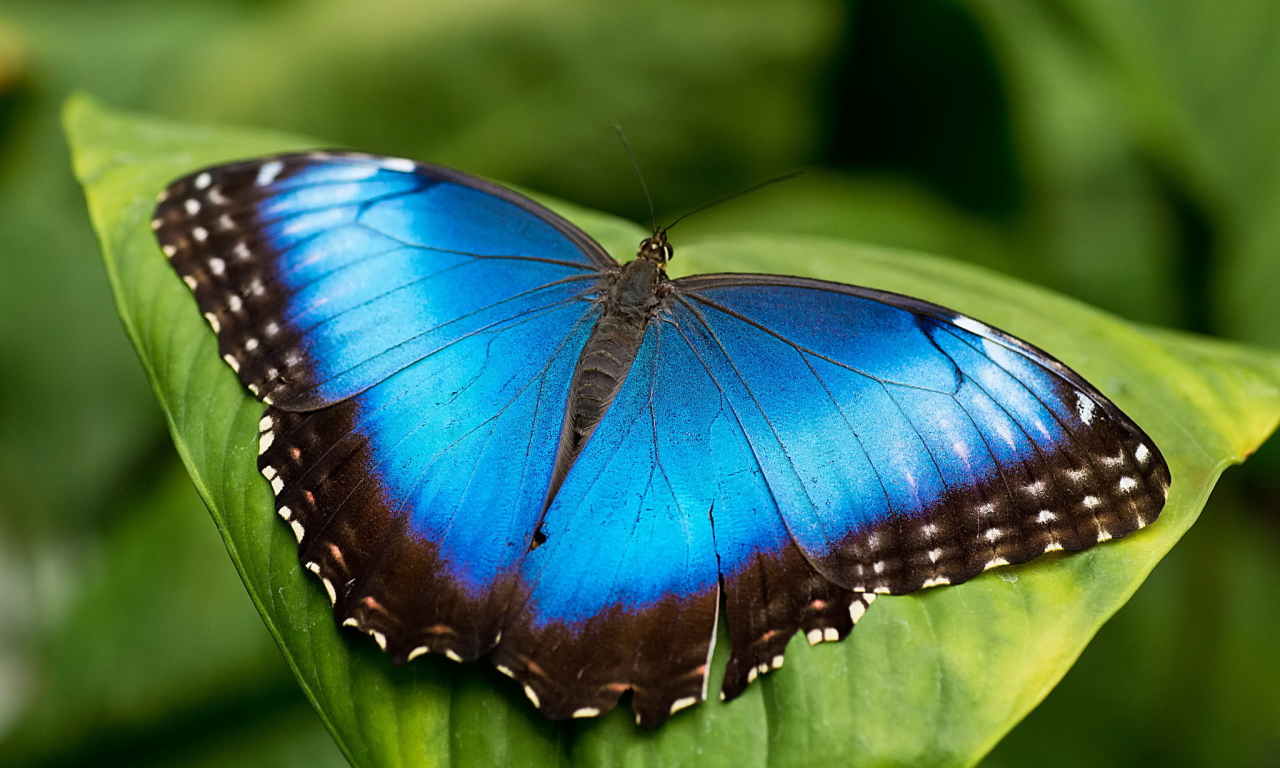 бабочка, лист, голубая, морфо, mrpho
