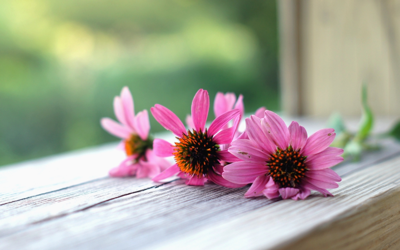 цветы, цветочки, розовый, фон, macro, flower, цветок, flowers