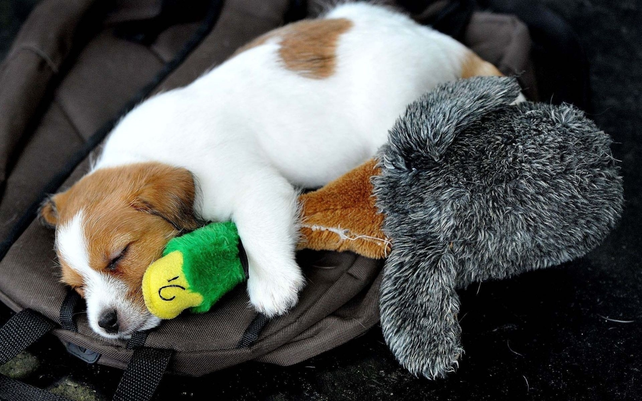 щенок, игрушка, спит, собака, утка