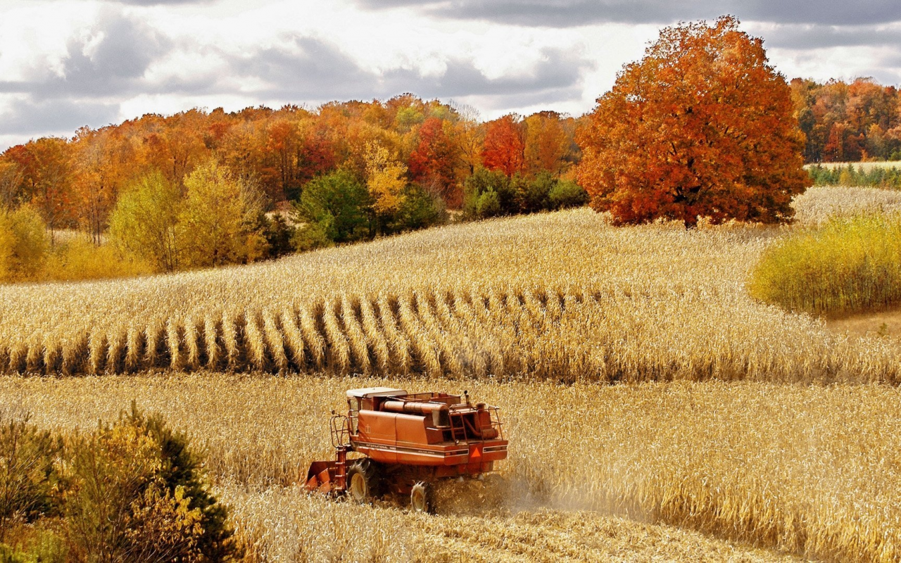 пшеница, комбайн, осень, лес, природа, поле, урожай