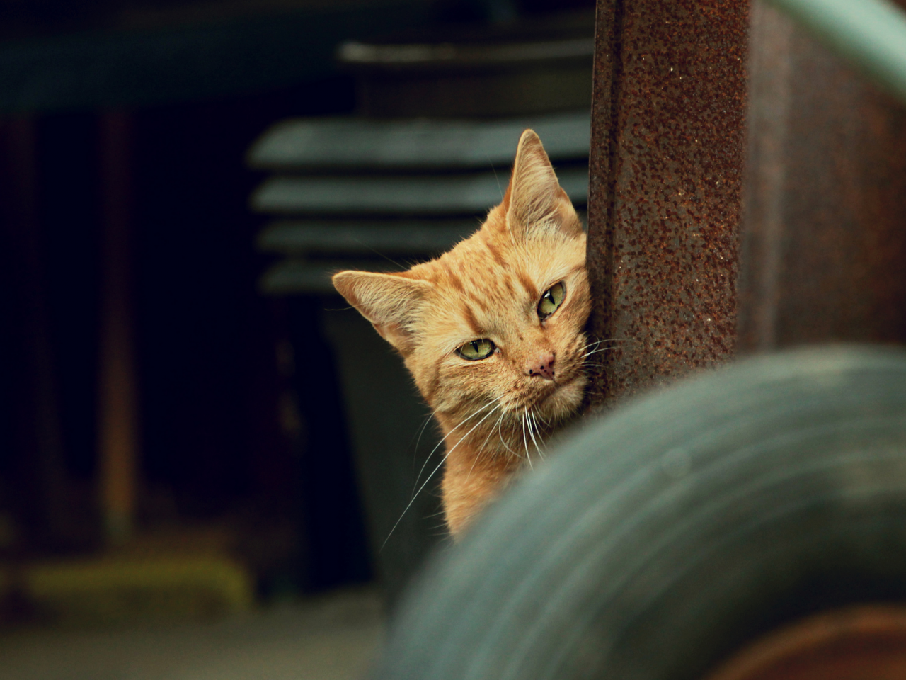 кот, взгляд, рыжий, кошка