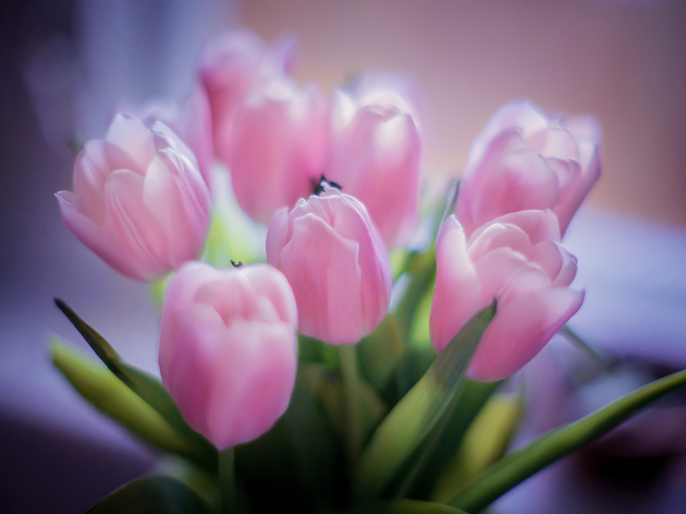 цветы, букет, розовые тюльпаны, тюльпаны