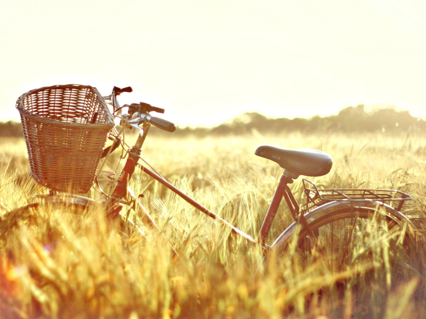 пшеница, поле, велосипед, природа, настроения, корзина