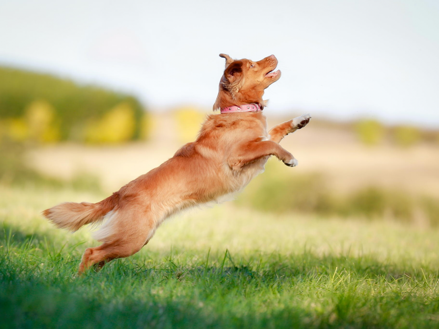 боке, retriever, прыжок