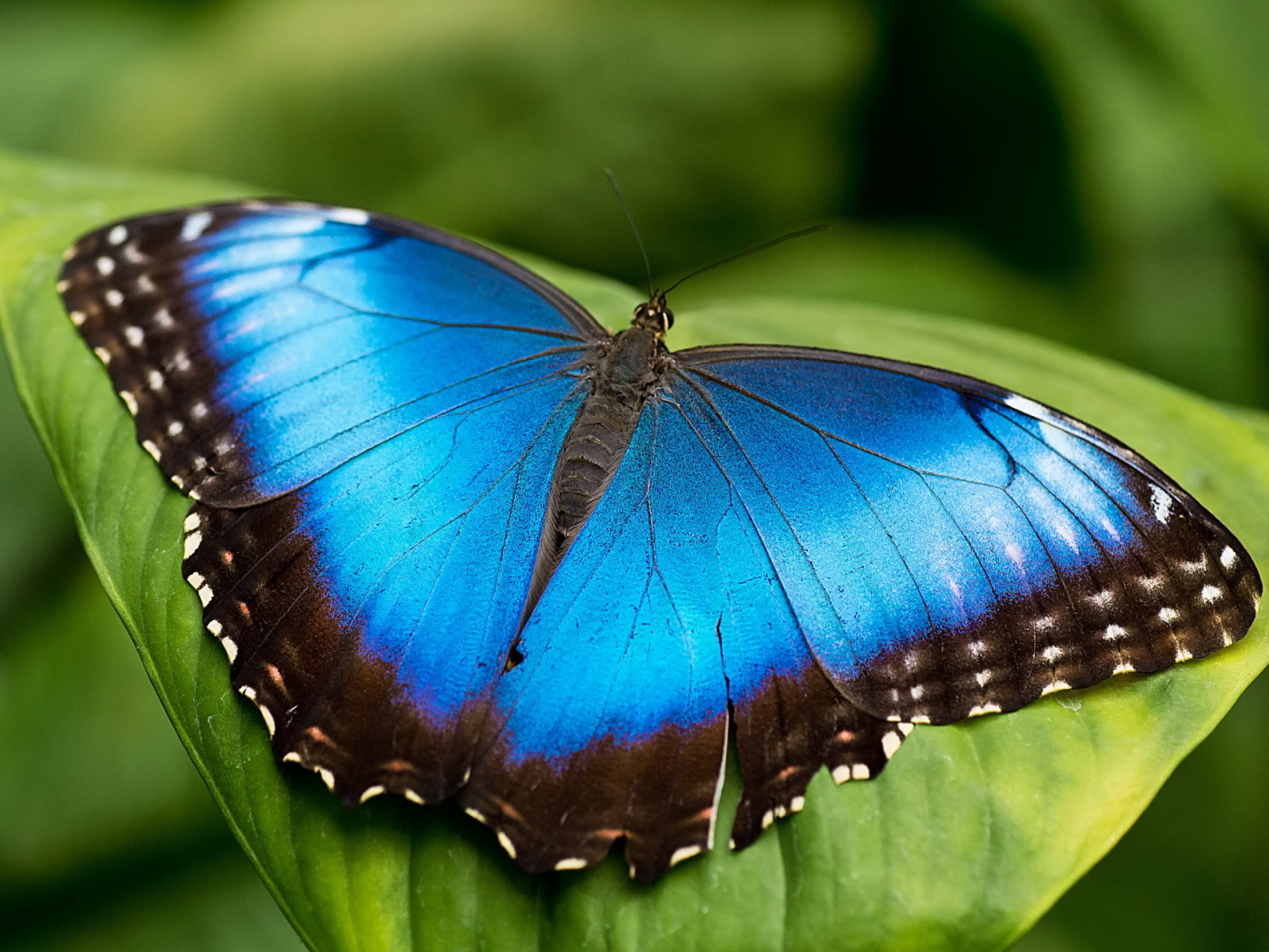 бабочка, лист, голубая, морфо, mrpho