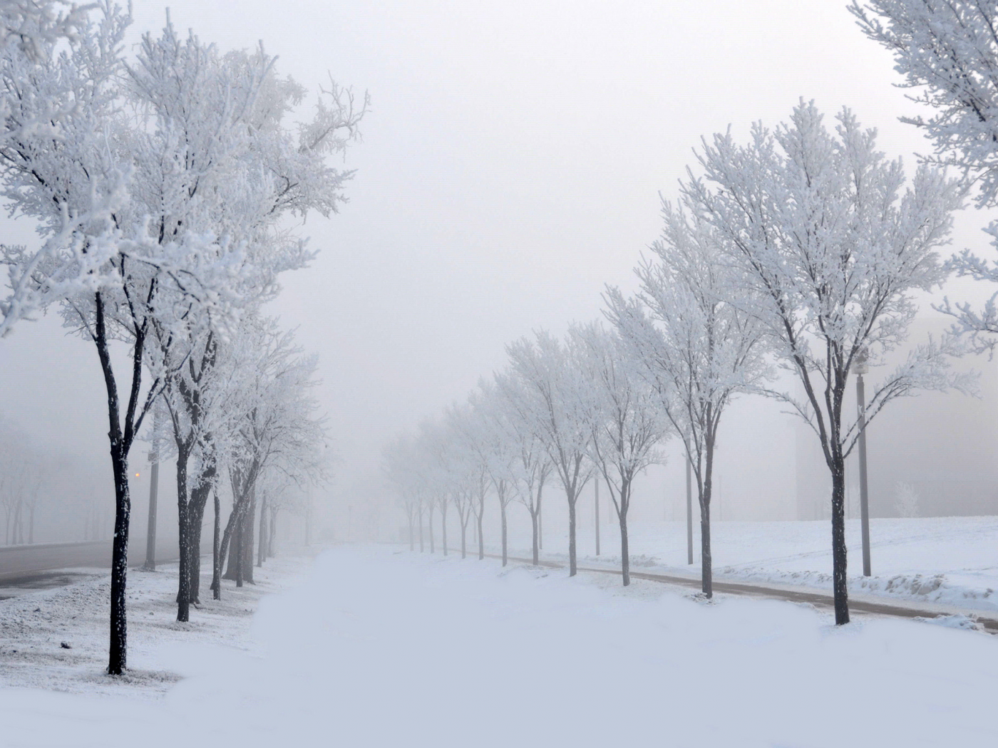 природа, деревья, аллея, снег, зима, туман, дорога