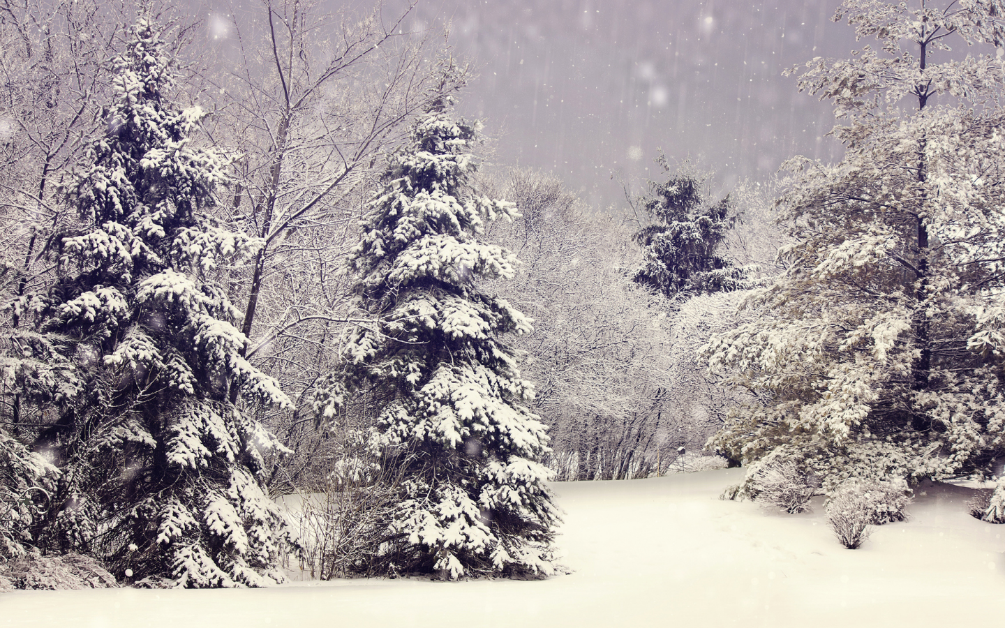 ёлки, ветки, зима, деревья, природа, елки, снег