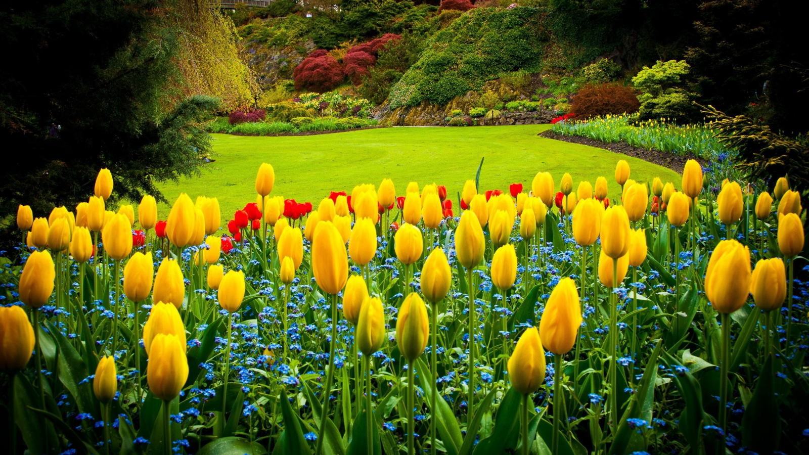 парк, кусты, цветы, тюльпаны, газон, канада, деревья
