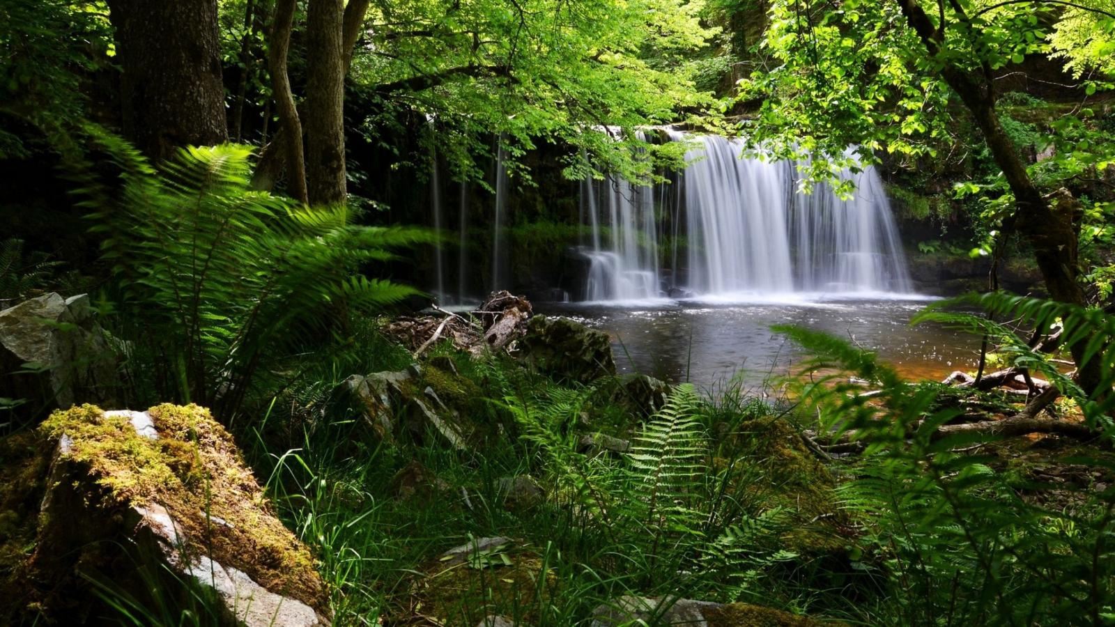 National Park, Англия, водопад, лес, папоротни