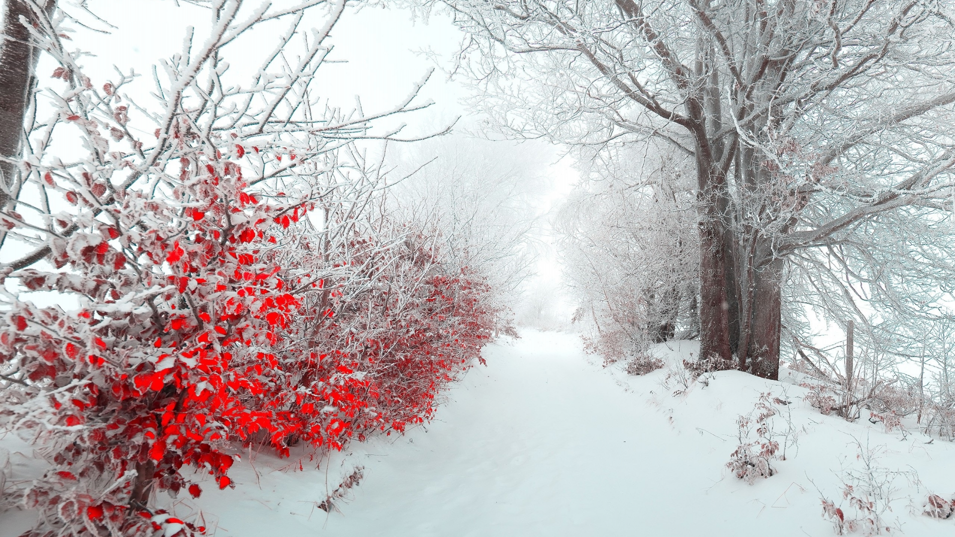 природа, зима, кусты