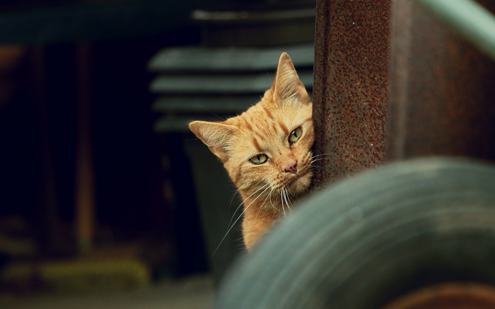 кот, взгляд, рыжий, кошка