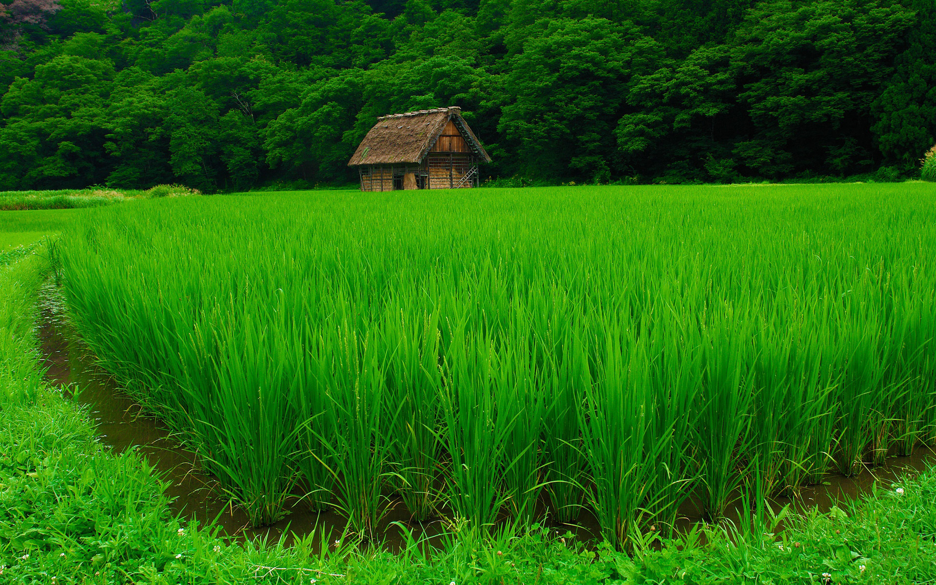 природа, домик, поле, рис, красиво