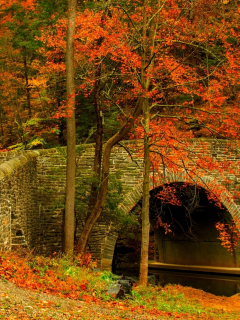 road, colorful, trees, forest, colors, bridge, walk, autumn, leaves, nature, fall, path, park