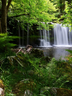 National Park, Англия, водопад, лес, папоротни