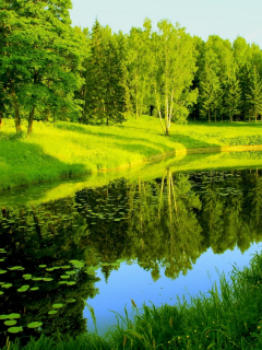 природа, деревья, зелень, река, отражения