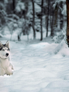 лес, лайка, зима, хаски, собака, деревья, снег