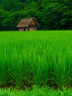 природа, домик, поле, рис, красиво