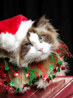 cute, christmas, costume, cat