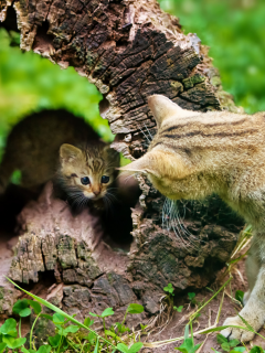 кошка, диалог, сухое, котенок, дерево, пенек