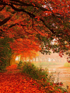 autumn, forest, nature, trees, листья, water, leaves, hdr, walk, river, деревья