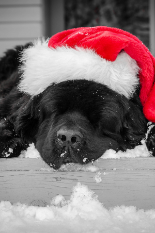 новогодняя, окрас, спит, красная, черный, шапка, собака