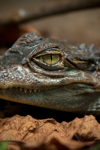 крокодил, глаз