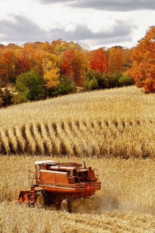пшеница, комбайн, осень, лес, природа, поле, урожай