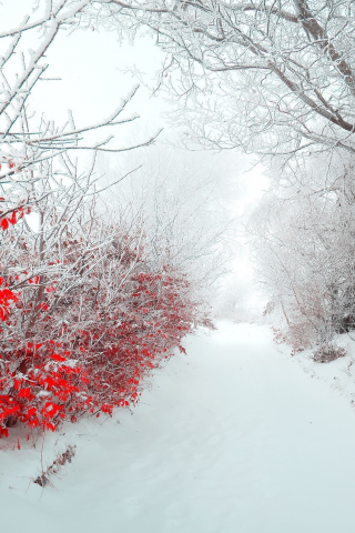 природа, зима, кусты