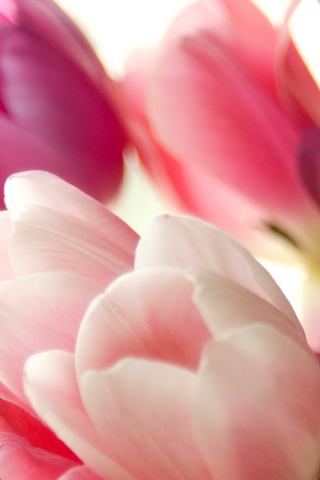 розовые, тюльпаны, цветы, нежные