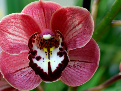 цветок, орхидея