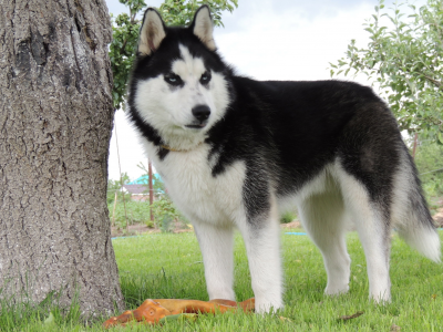 хаска, сибирский хаски, лето, голубые глаза, husky, арни