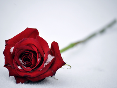 роза, красная, листья, цветок, бутон, снег