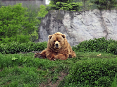 bear, brown, grass, wild