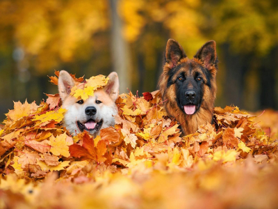 собаки, листья, осень, куча, настроение