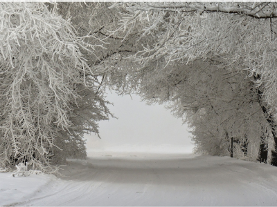 зимний пейзаж, заснеженная дорога, деревья в снегу