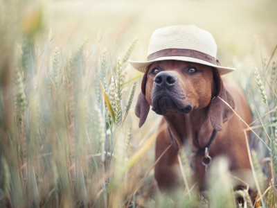 пес, поле, шляпа, лето, друг