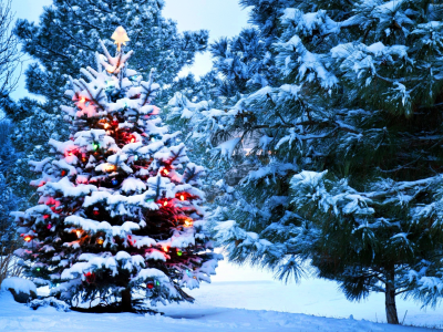 tree, lights, holidays, snow, nature, santa, new year, christmas