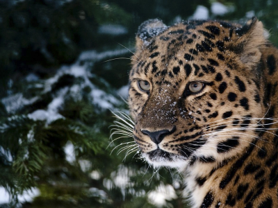 леопард, снег, кошка