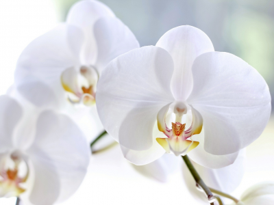 фаленопсис, белые, макро, орхидеи, лепестки, цветы