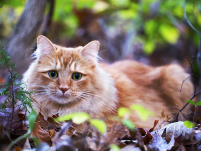 глаза, лежит, листья, трава, взгляд, кошка, рыжая