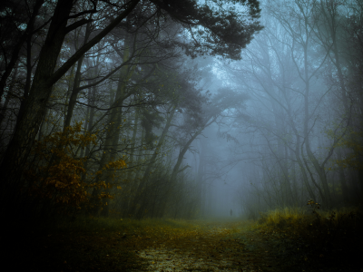 дорога, туман, силуэт, осень, лес