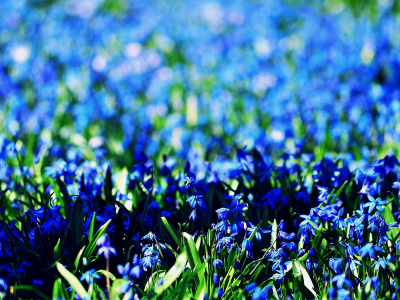blue, flowers, цветочки, голубые, цветы, фон, обои, поле, синие